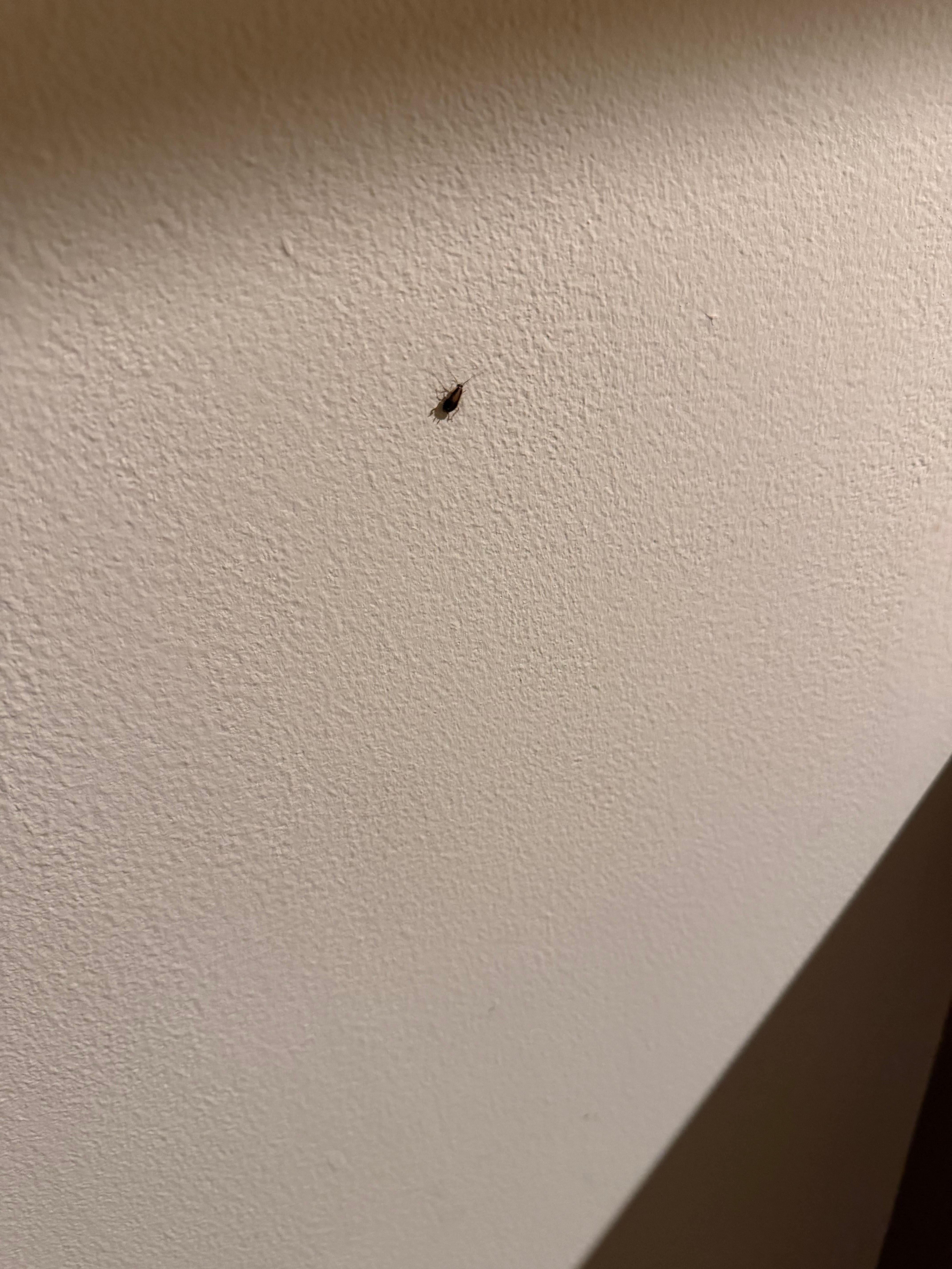 Cuacaracha en la habitación 