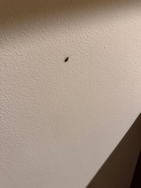 Cuacaracha en la habitación