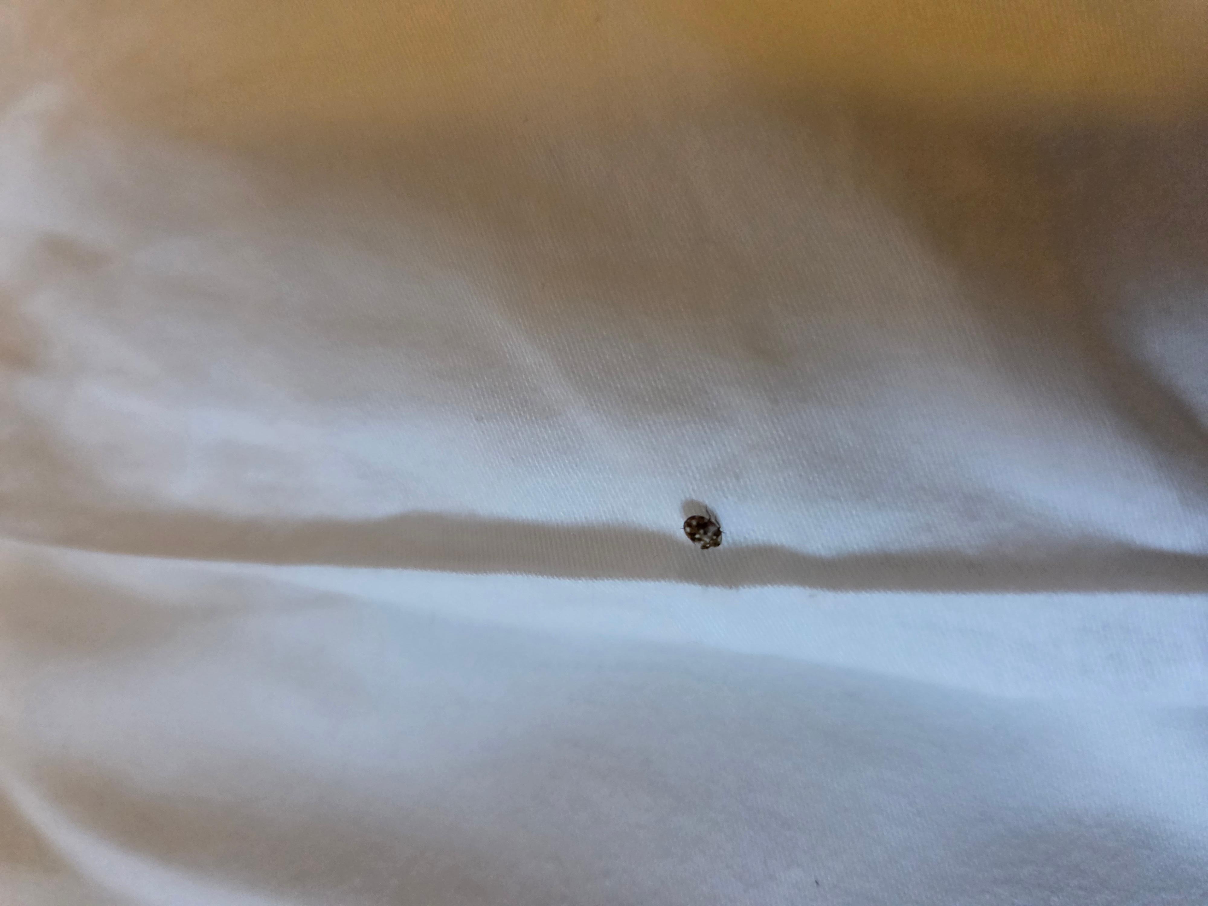 The second bug that caused me to have to change rooms. When I saw the first one, it was brushed off as a mosquito.