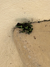 Dart frog near the pool