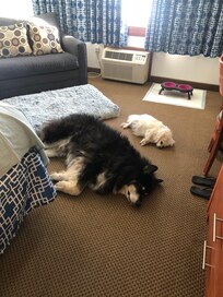 Comfy pups