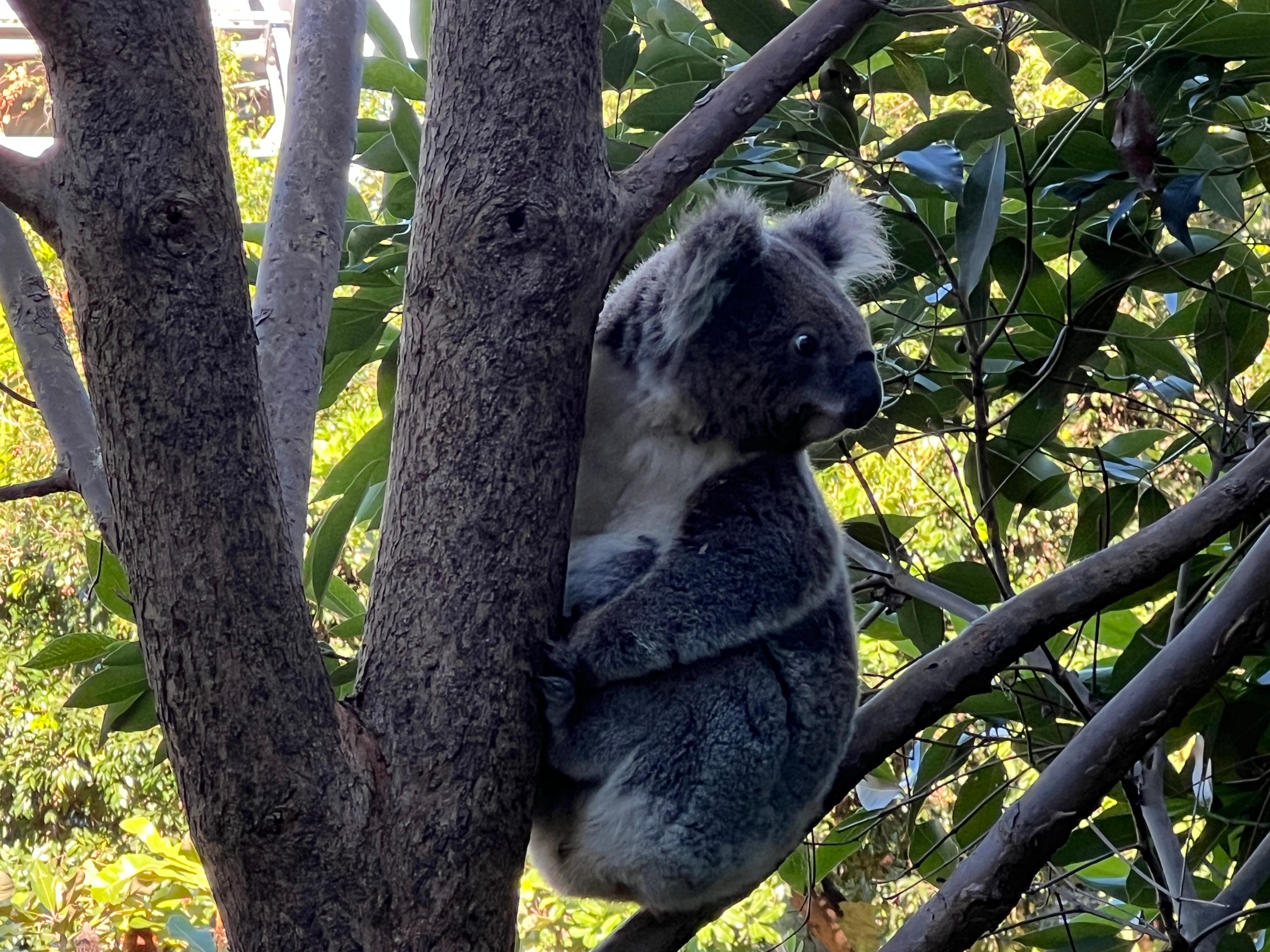 Koala outside room