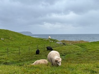 Færøyene er grønt med sau overalt