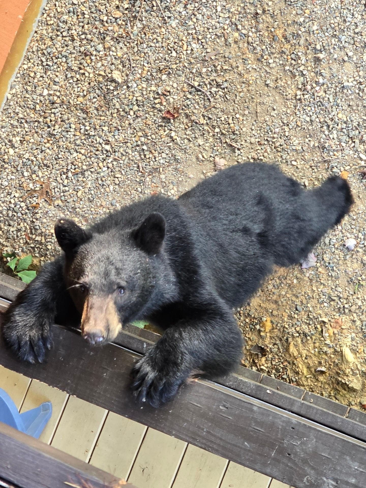 A bear visited the hot tub deck. 