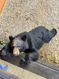 A bear visited the hot tub deck.