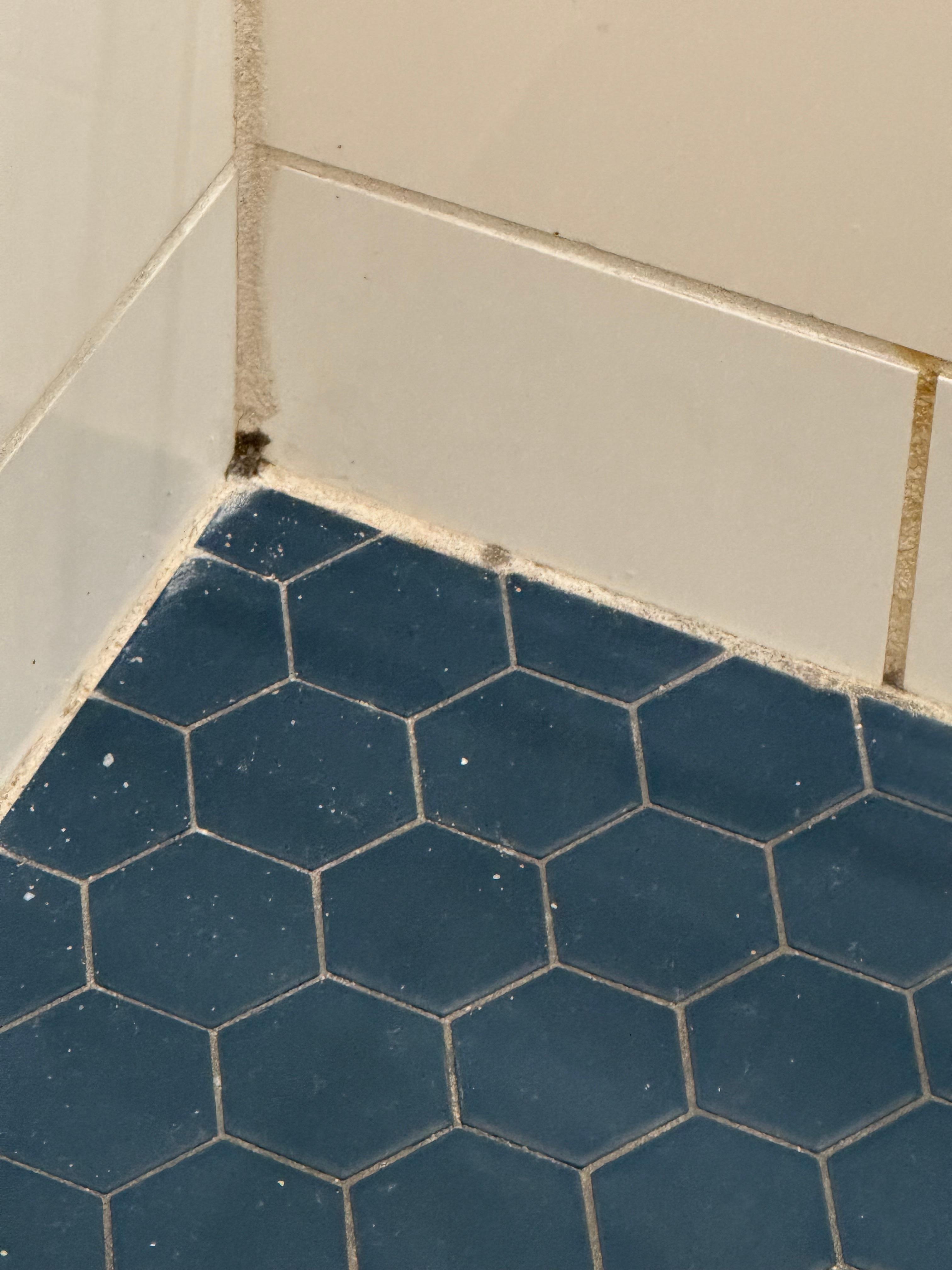 mold in shower