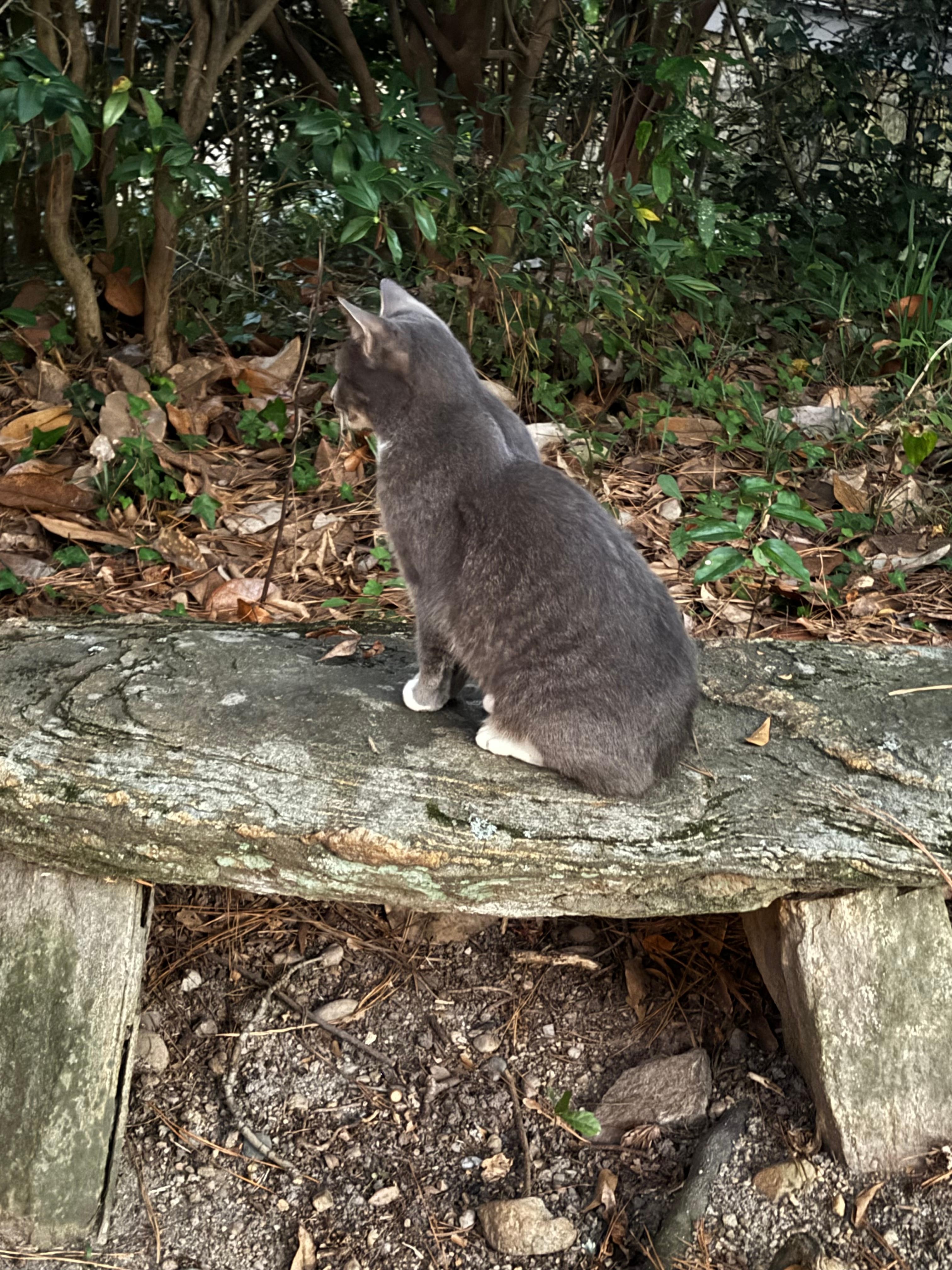 Let’s go for a walk. 