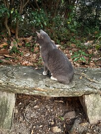 Let’s go for a walk.