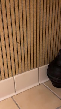 Feces on bathroom wall