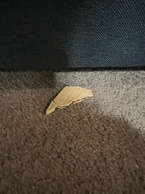 Pop tart under the bed. Along with crackers and goldfish. Bad cleaning job before us.