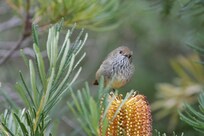 Brown Thornbill on a Banksia flower