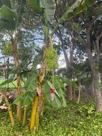 Banana Tree