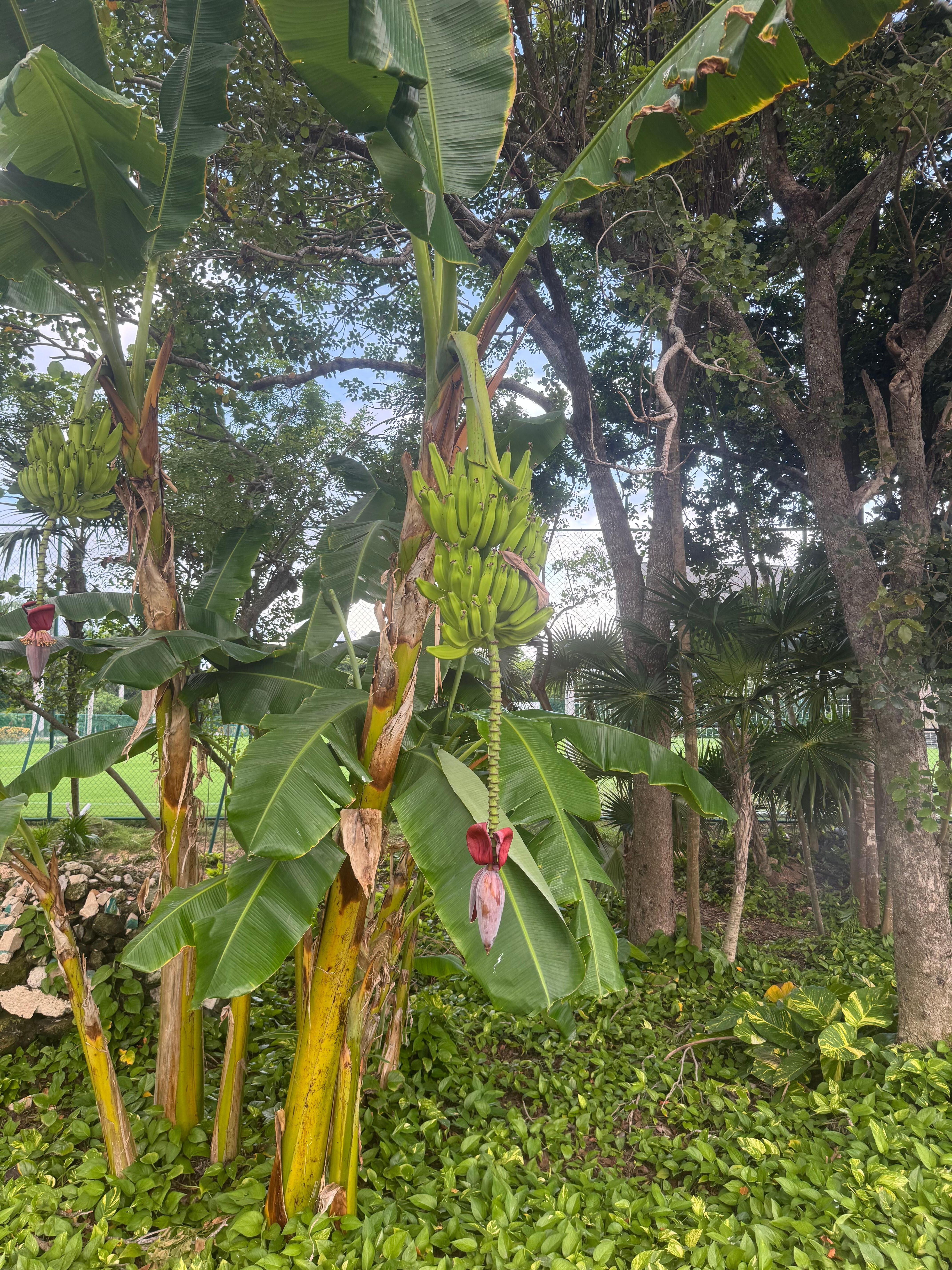 Banana Tree