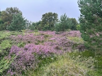 Lille Vildmose