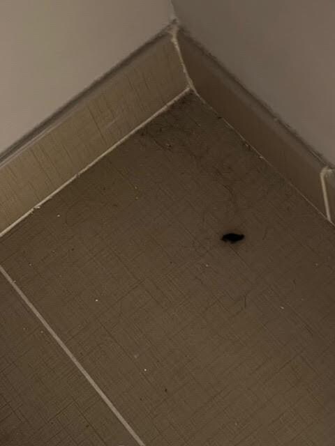 more hair and dust in the closet