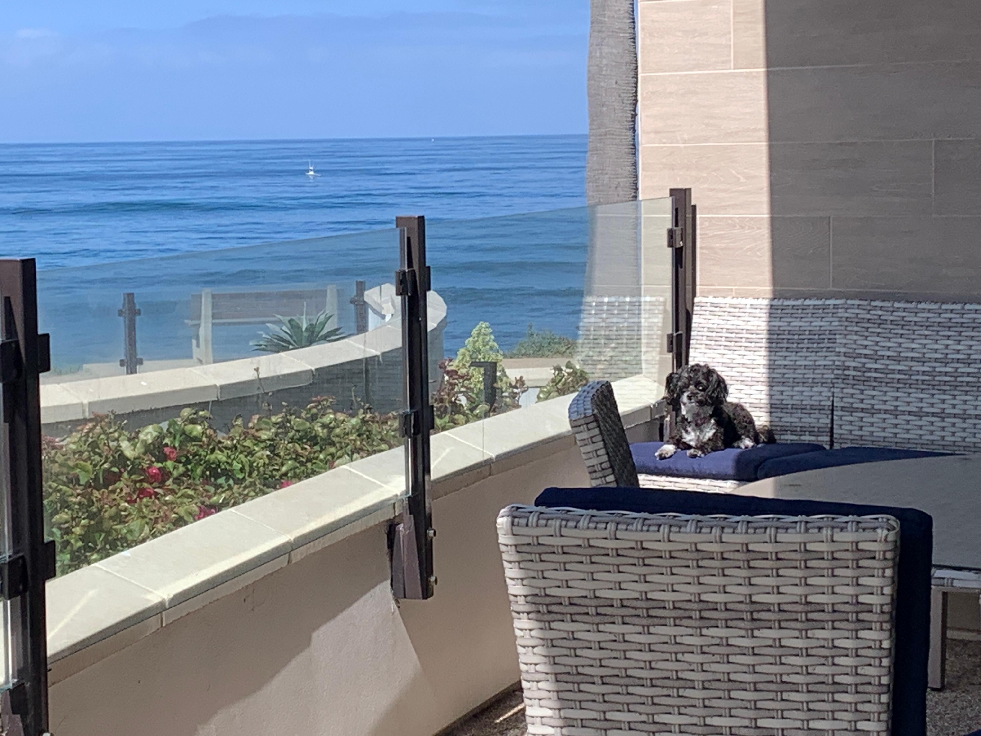 Puppy also enjoyed the views 