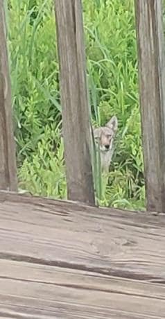 Red wolf off the back deck