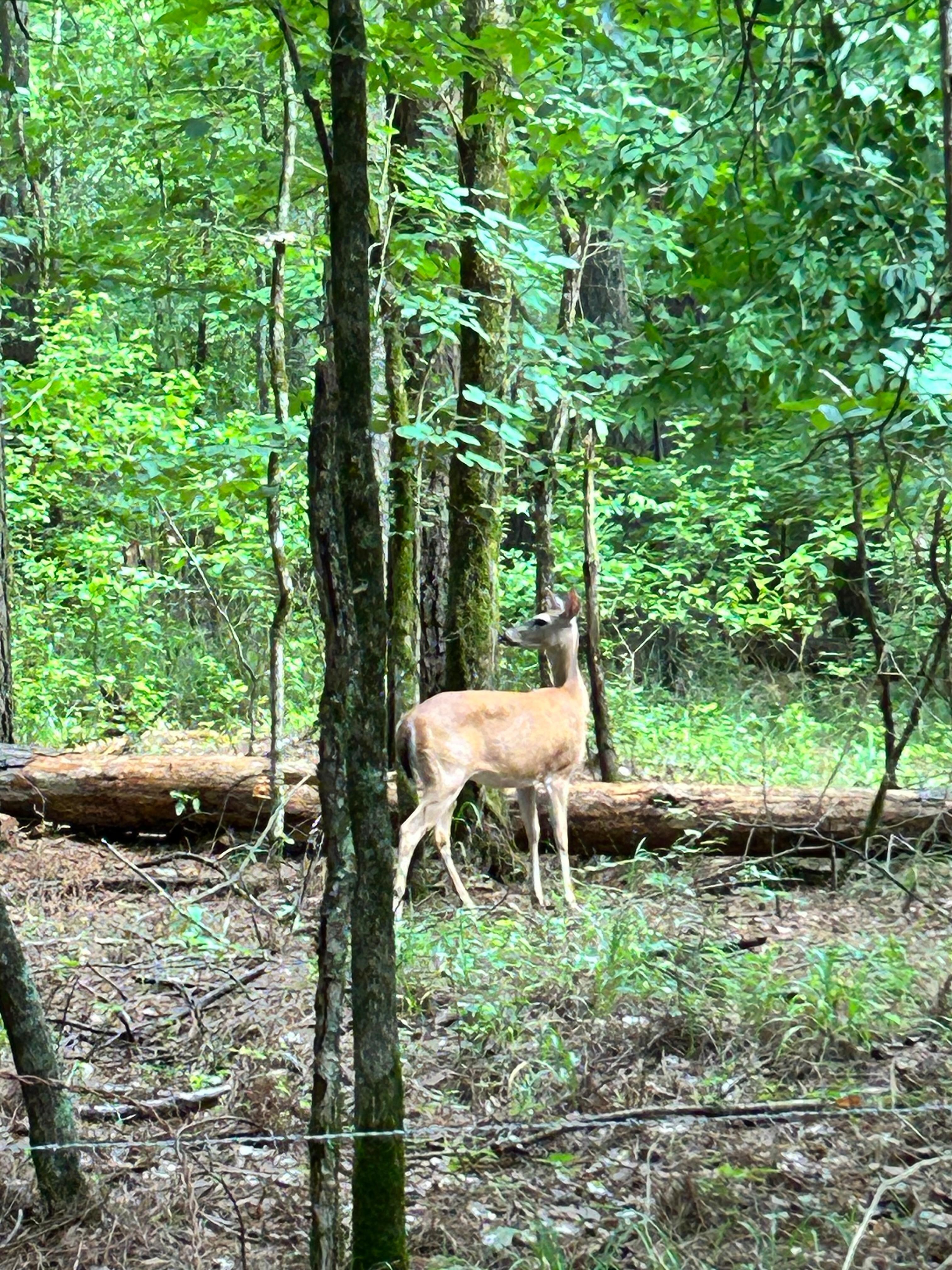 Deer everywhere😊