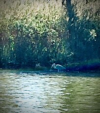 Heron on our canoe trip