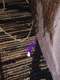 Dirty carpet and stuff left on floor next to bed