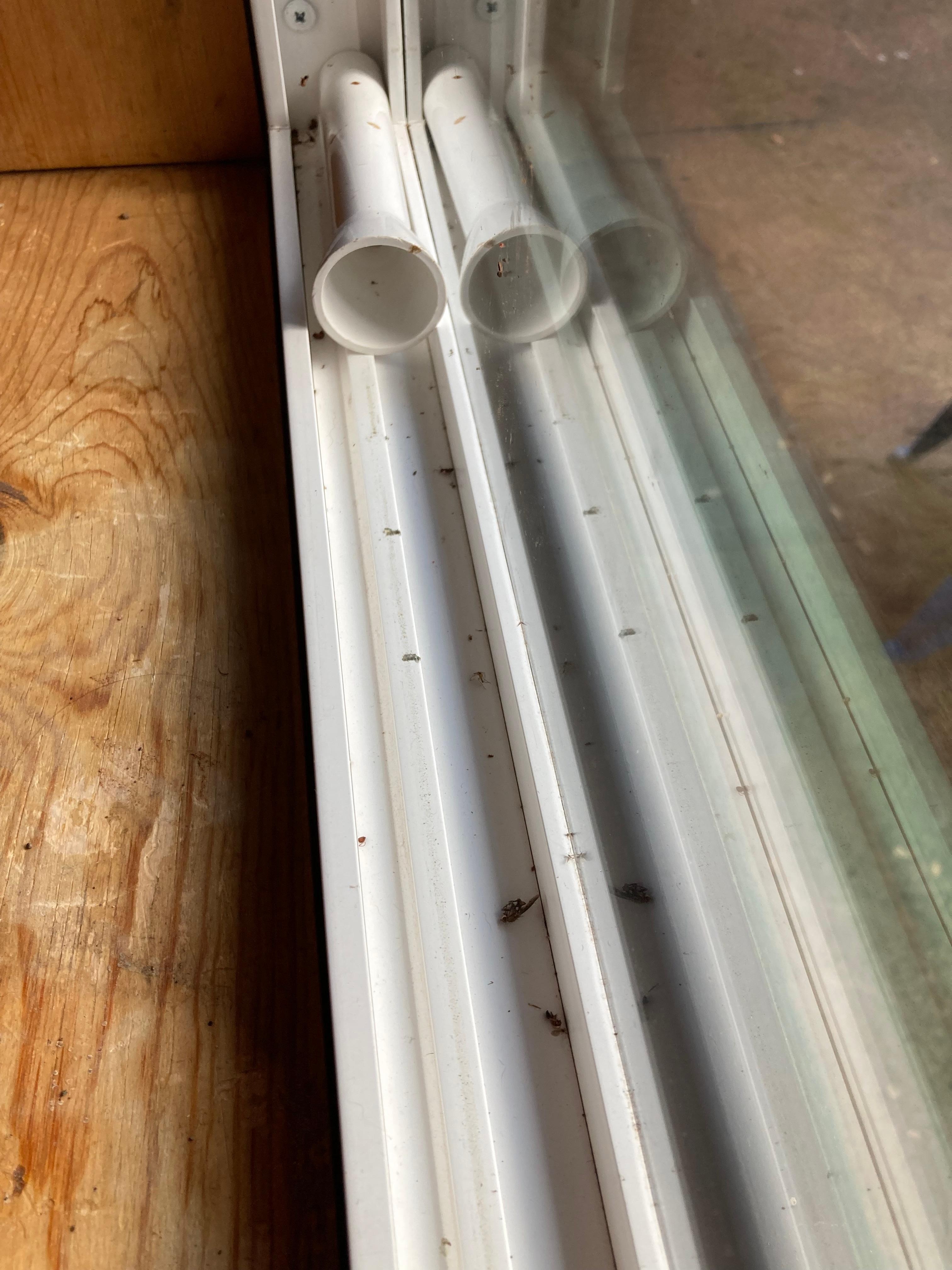 Dead bugs in the windowsills