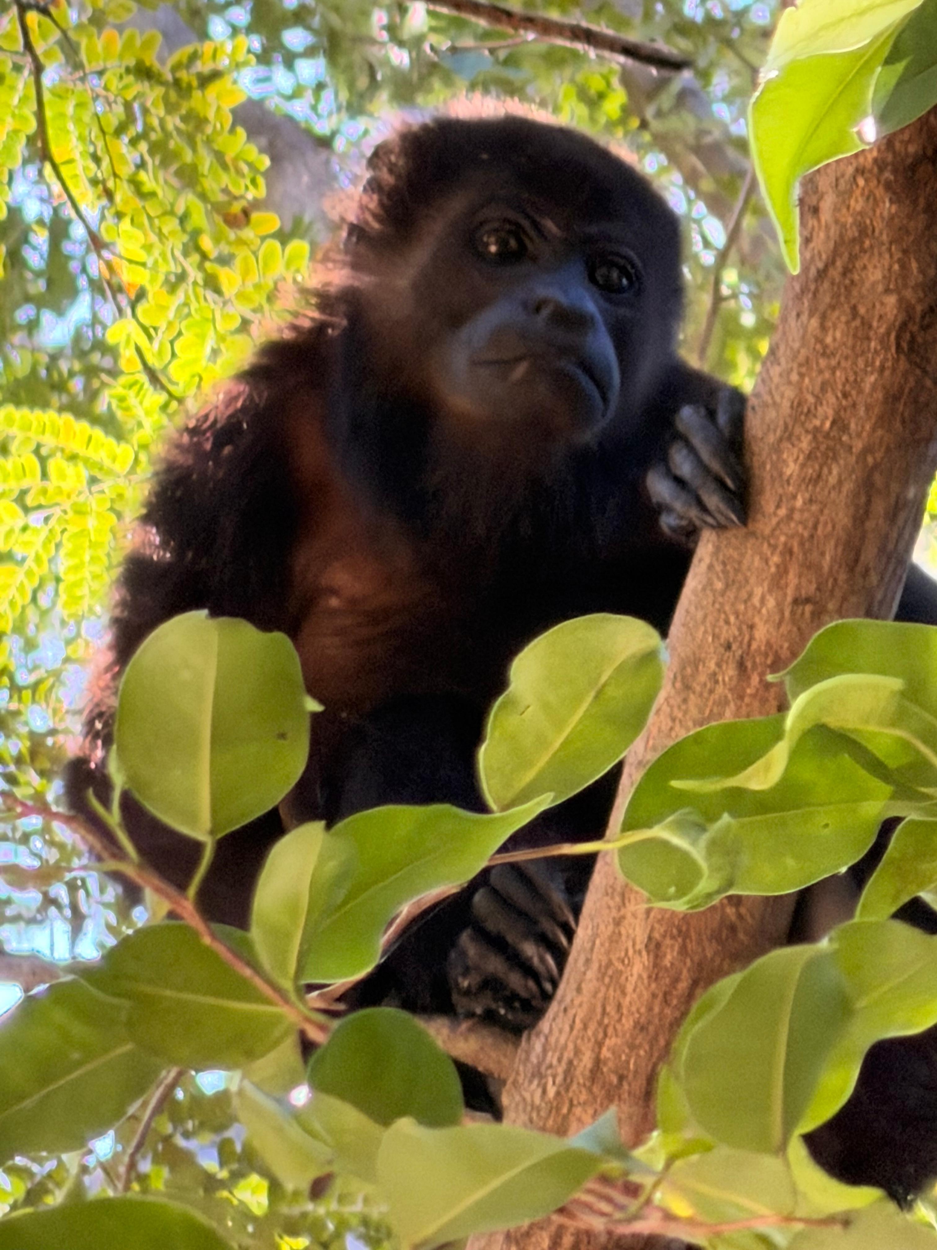 Monkey peeping over at us under the ranch 