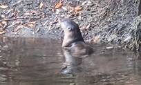 Eagan Creek is a must hike if you love wildlife