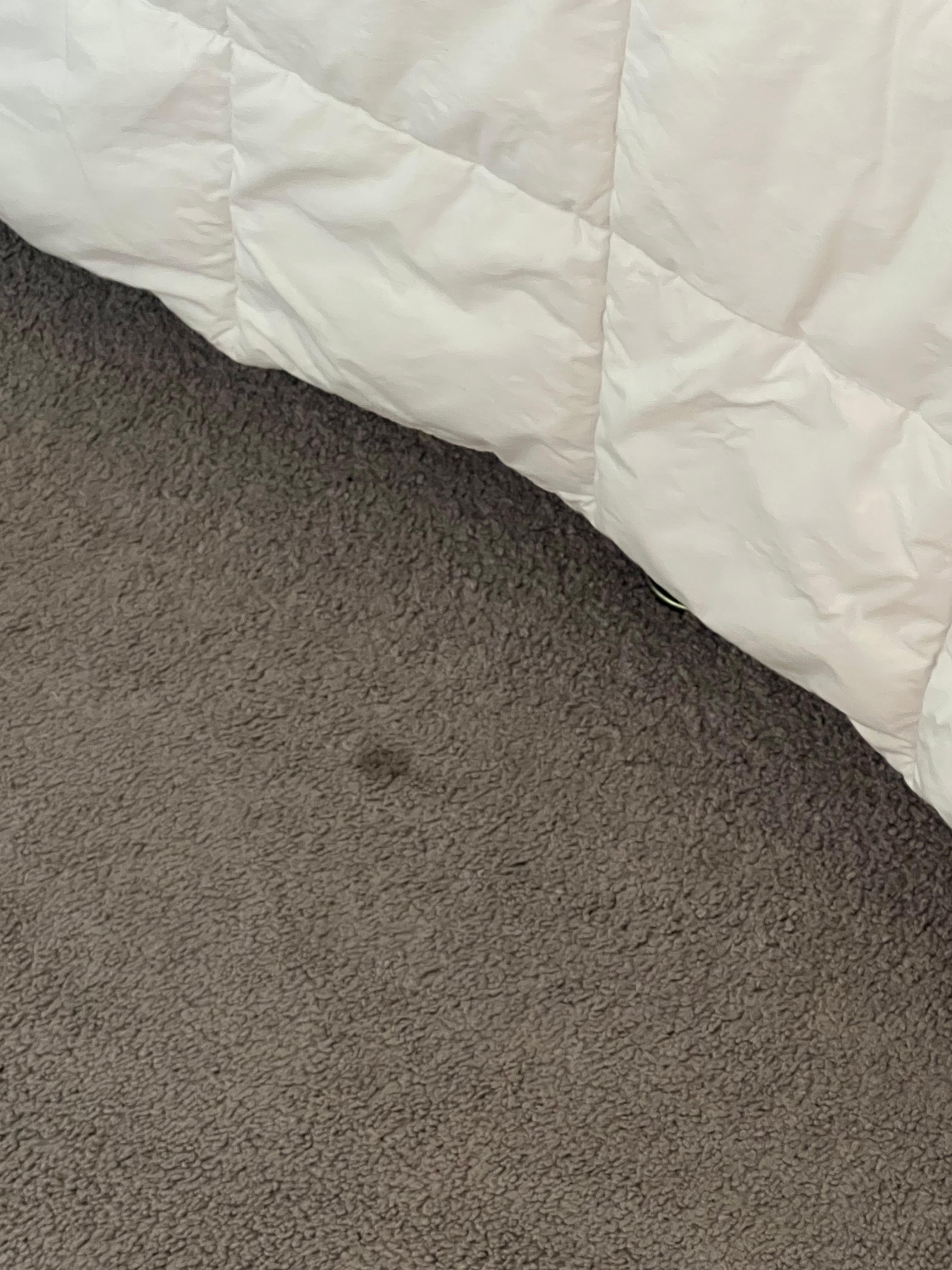 2nd floor room carpet 