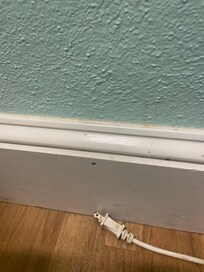 Baby roaches