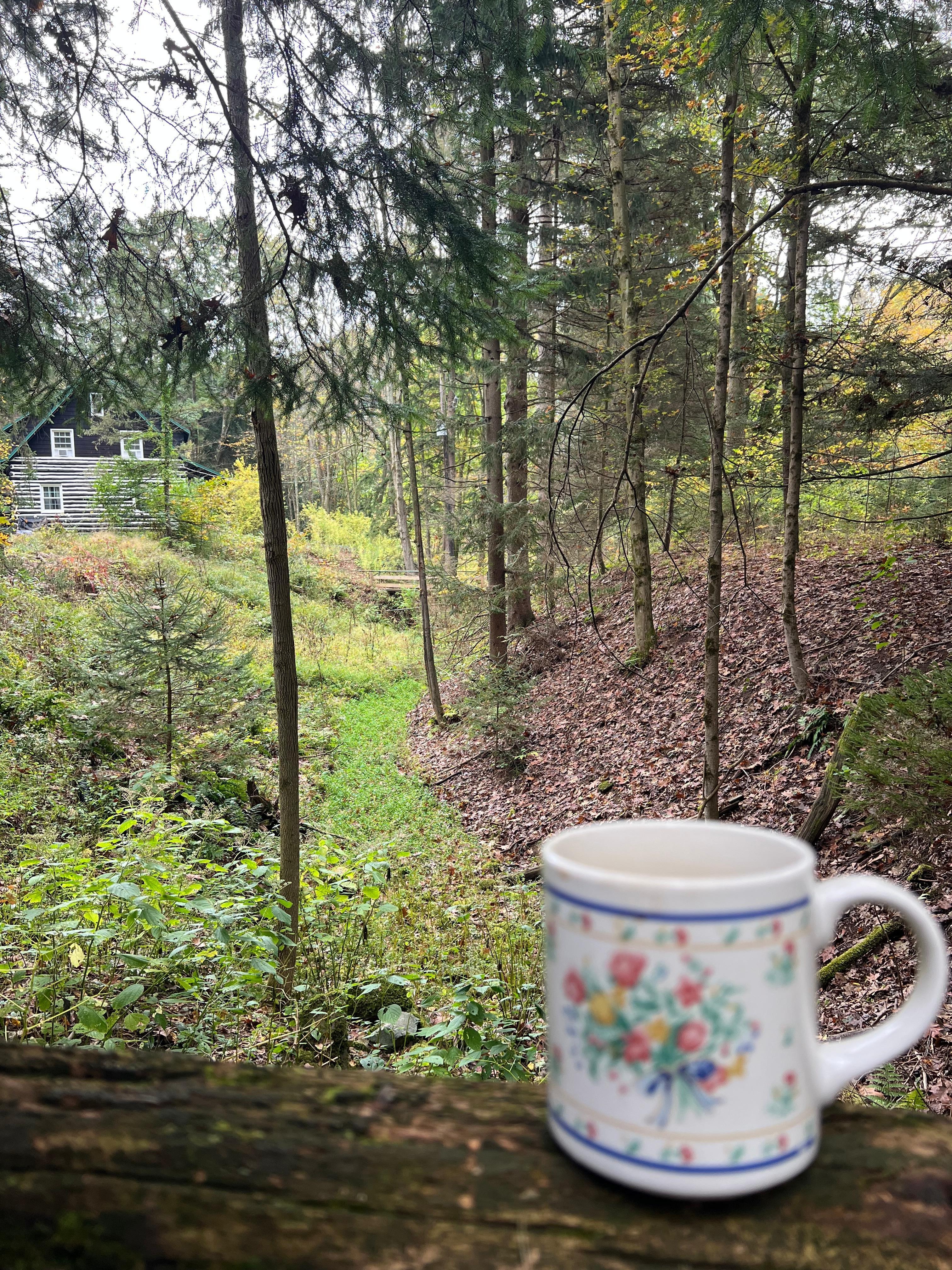 Above the spring/creek looking back at the cabin 