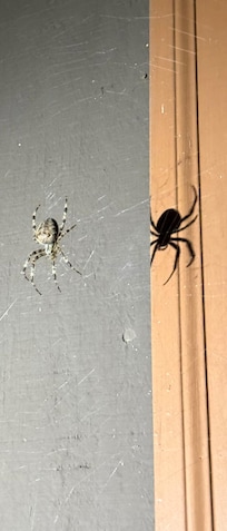 Spiders & webs over/around and above front and back entry doors, in the ceiling joists in the bedrooms in basement, etc