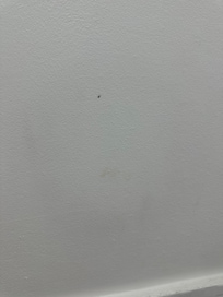 Small ants chilling everywhere.
