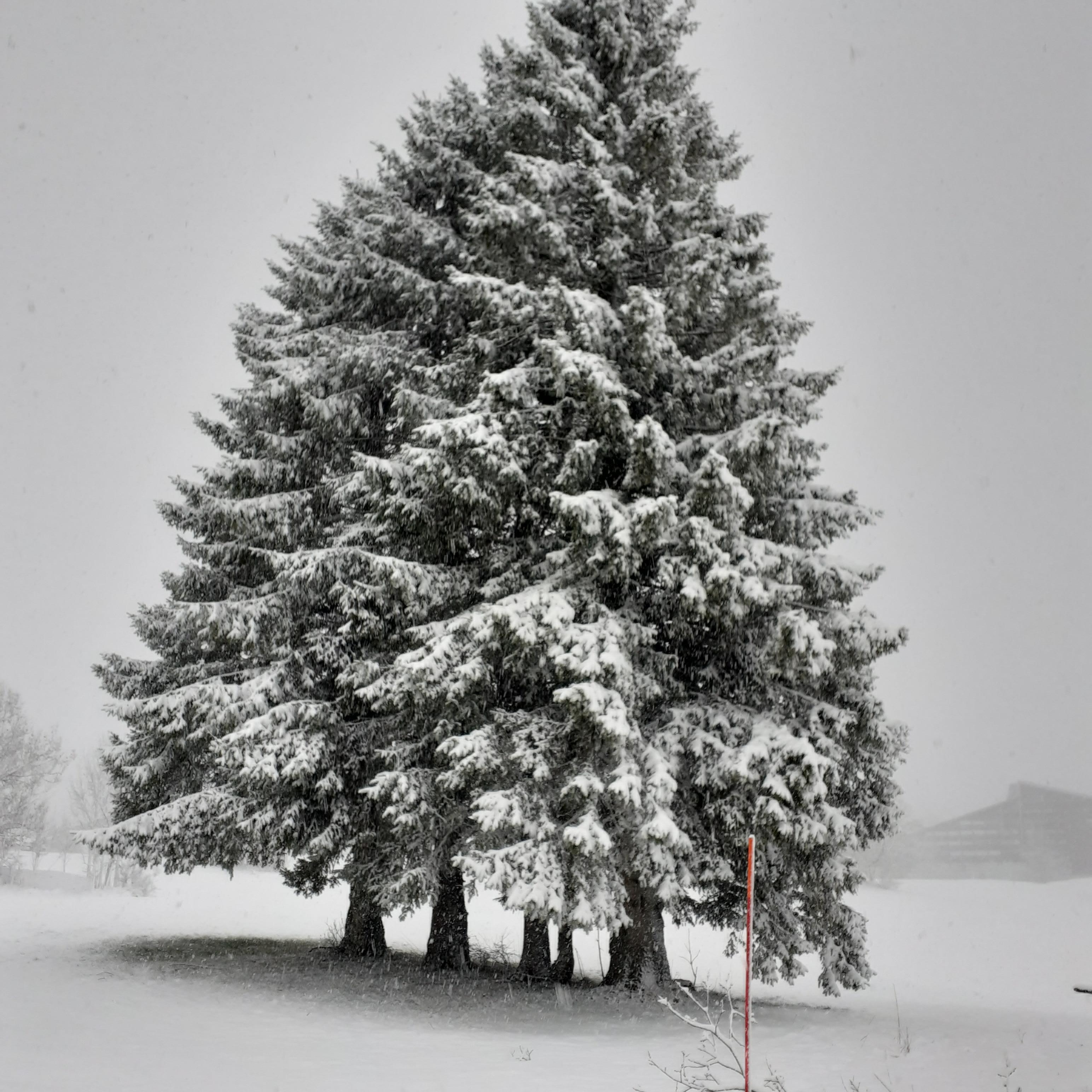 Sapin à proximité du gîte 