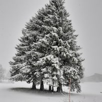 Sapin à proximité du gîte
