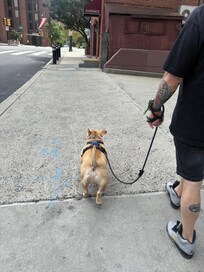 Going for a walk
