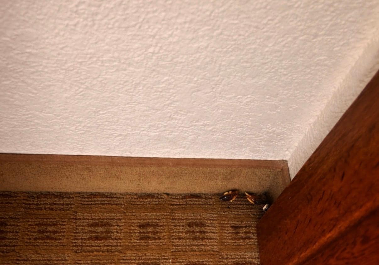 Roaches in the corner