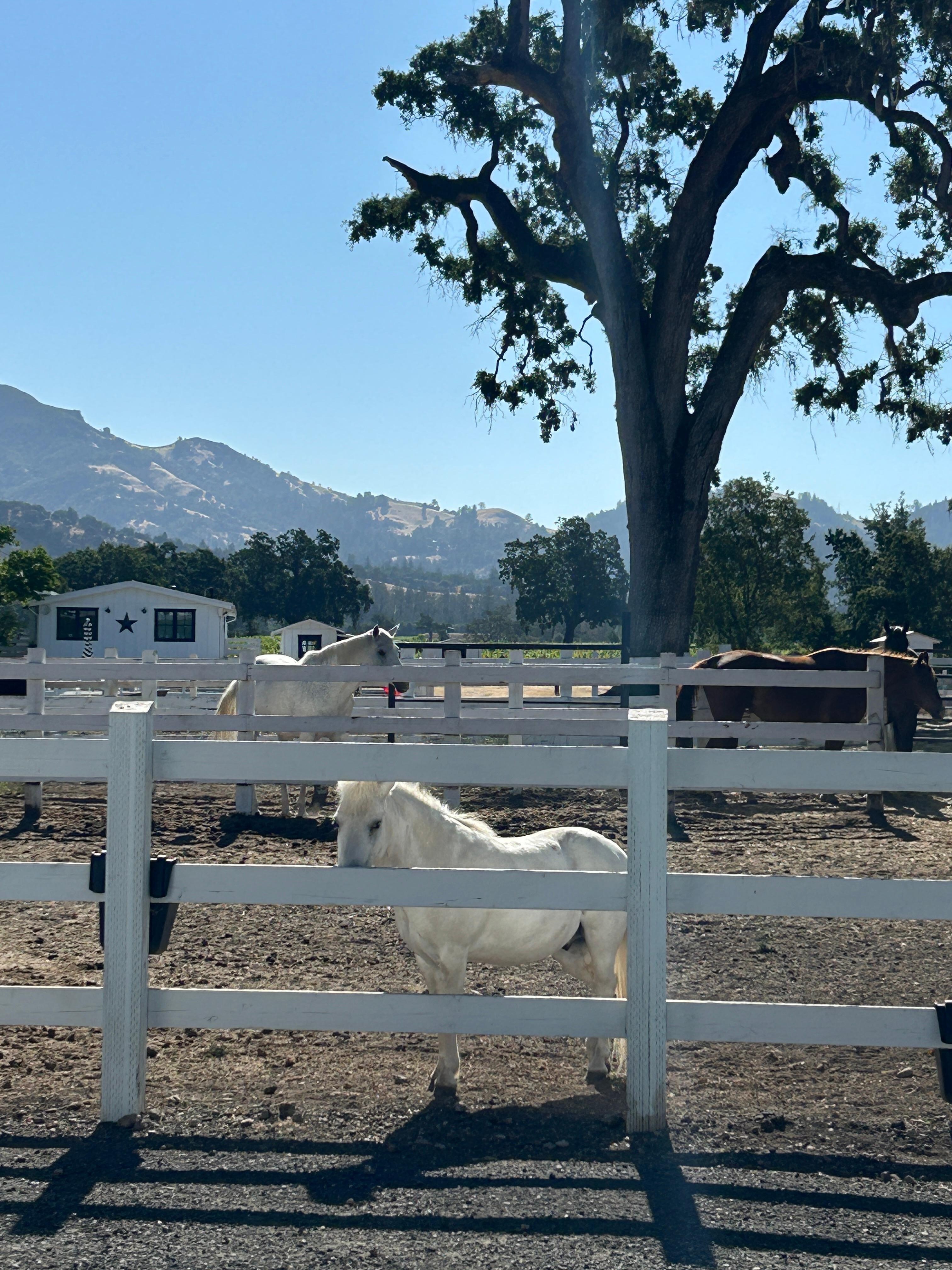 Friendly faces on the ranch made our stay even more special.