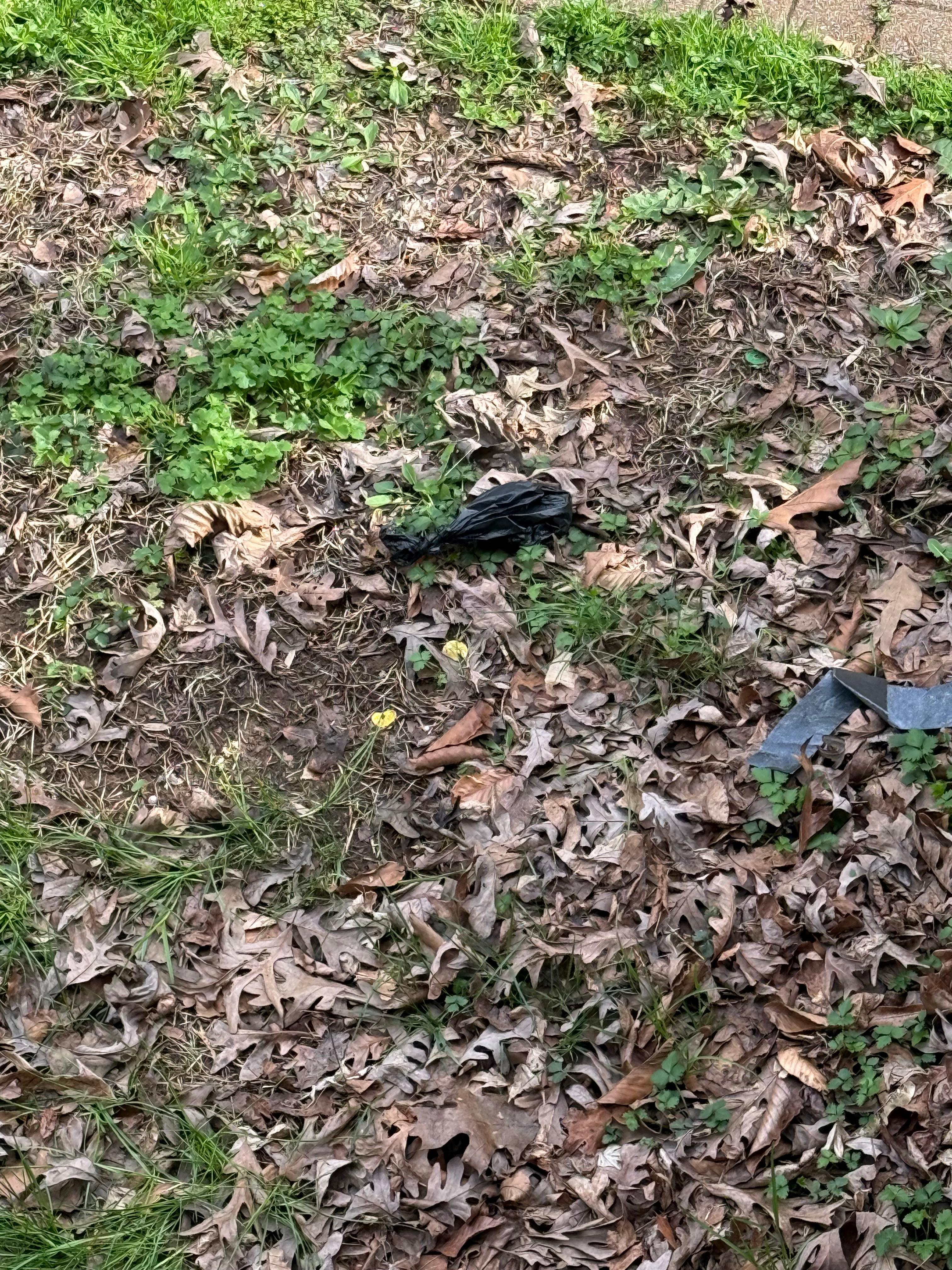 Dog poop by the entrance steps. 