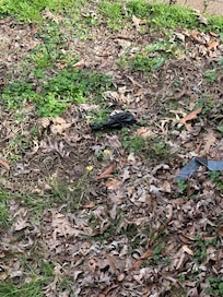 Dog poop by the entrance steps.