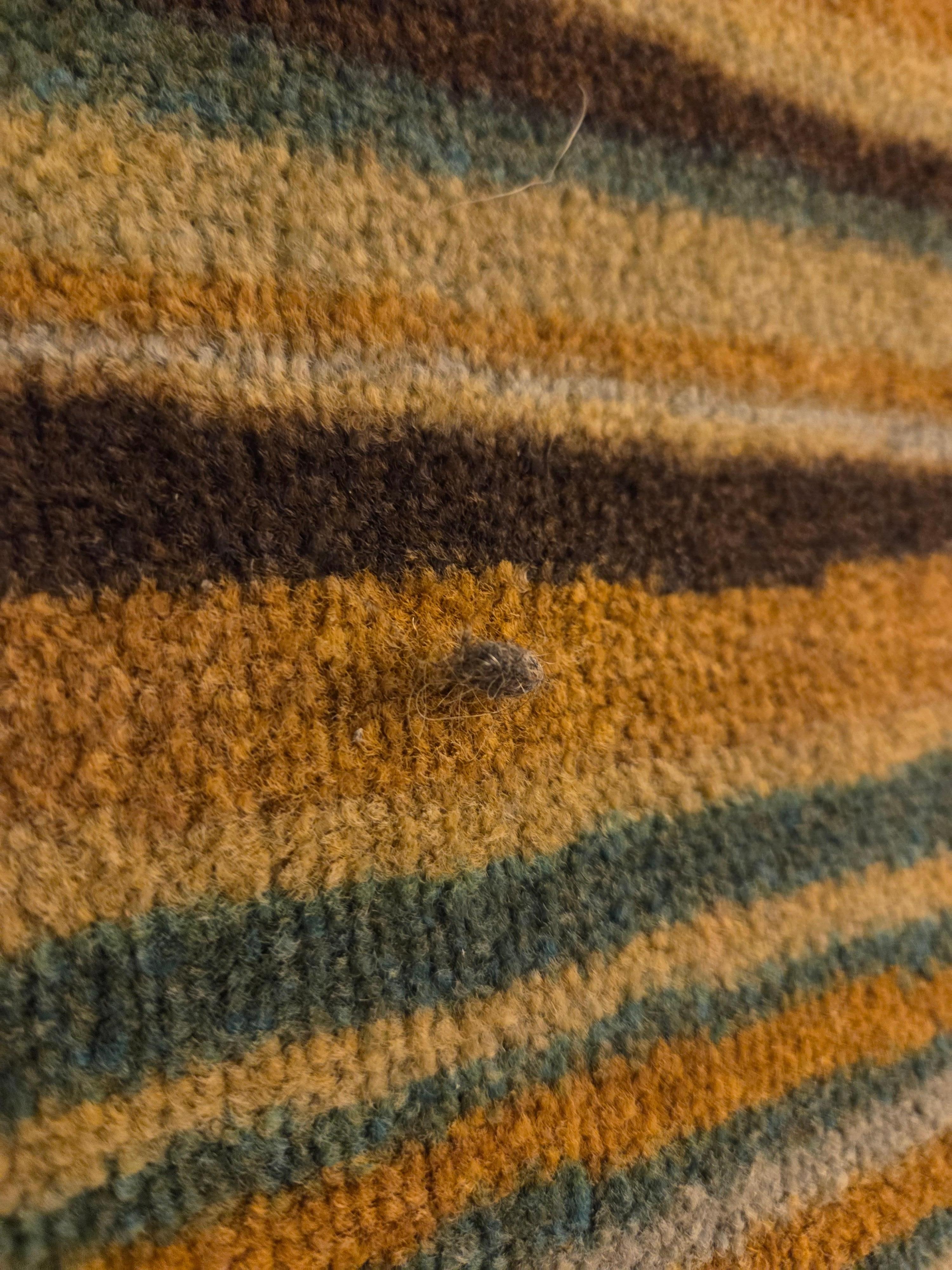 Sunflower seeds and garbage on floor