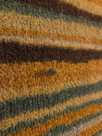 Sunflower seeds and garbage on floor