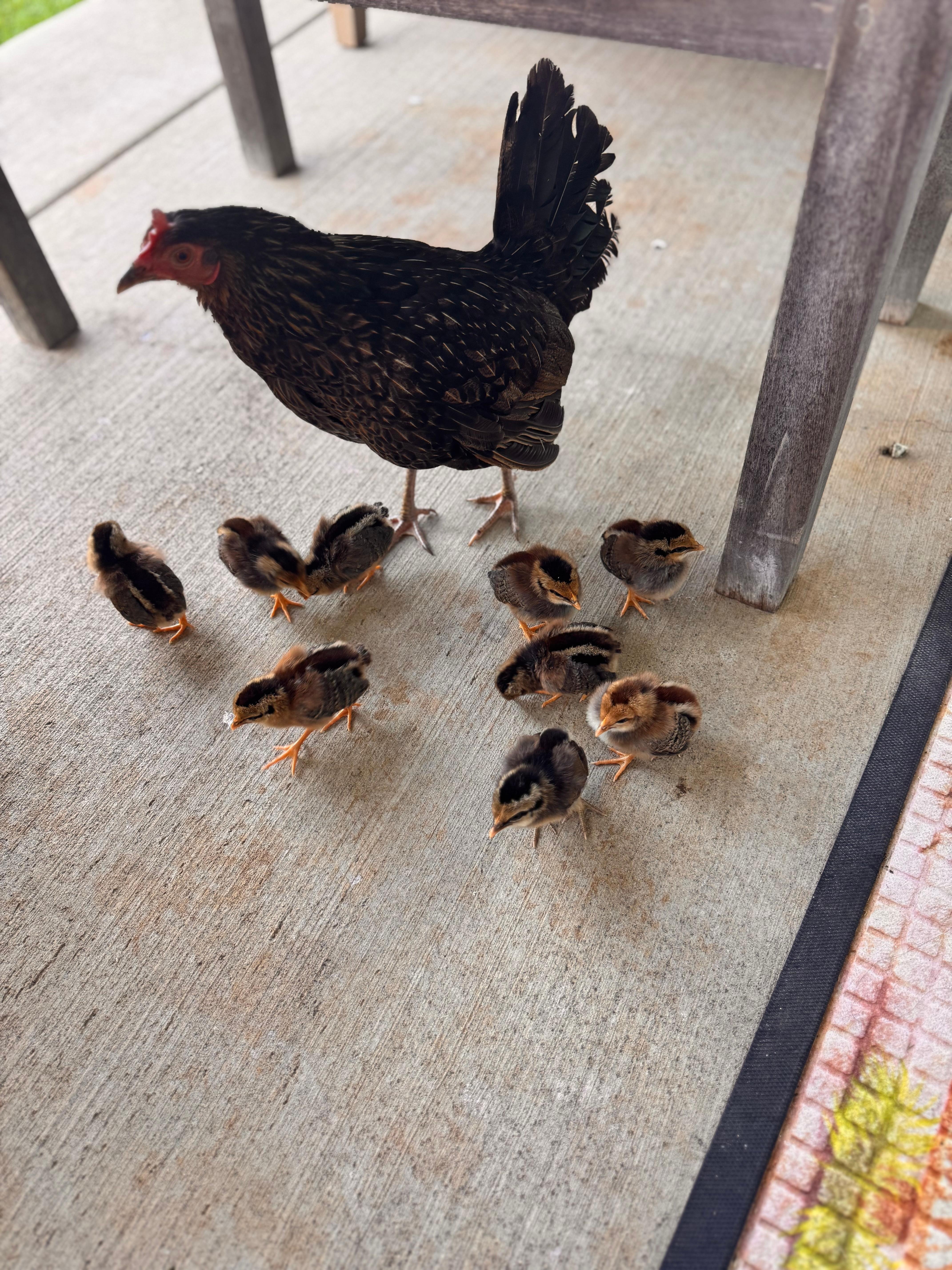 Patio friends 