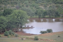 Watering Hole & Onduri