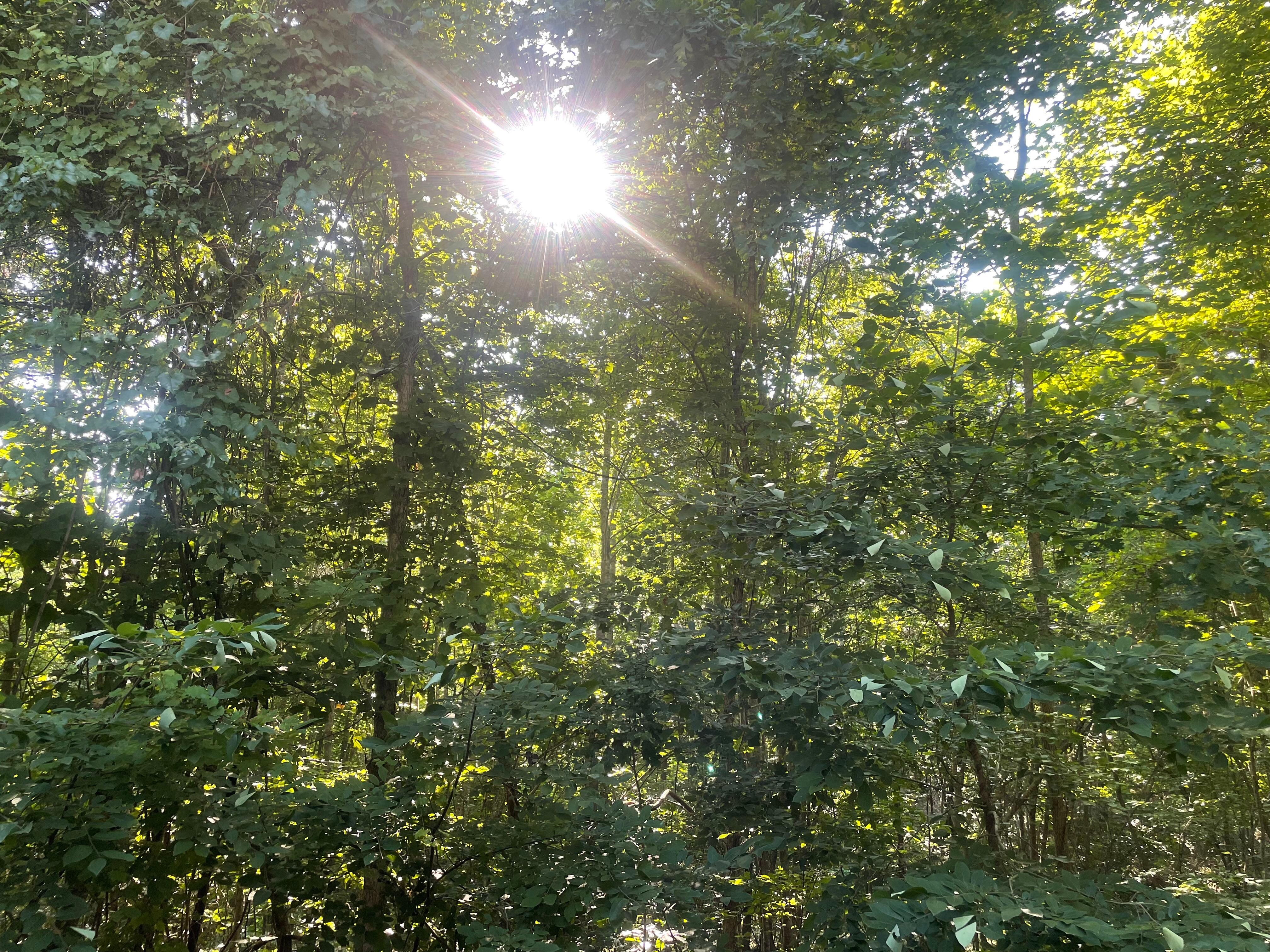 Mountain Morning 
