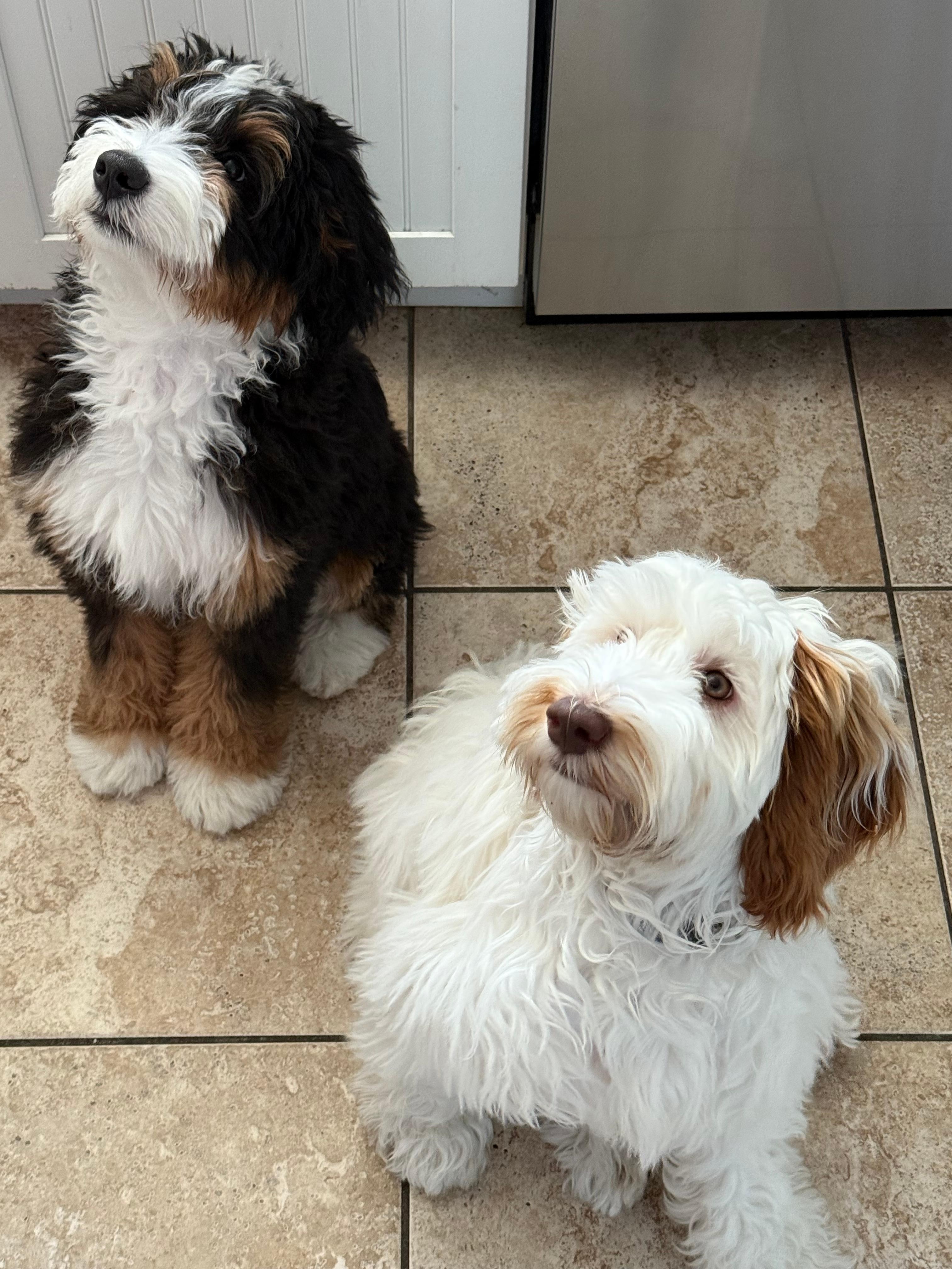 Pups enjoying their reunion as much as their people 