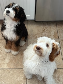 Pups enjoying their reunion as much as their people