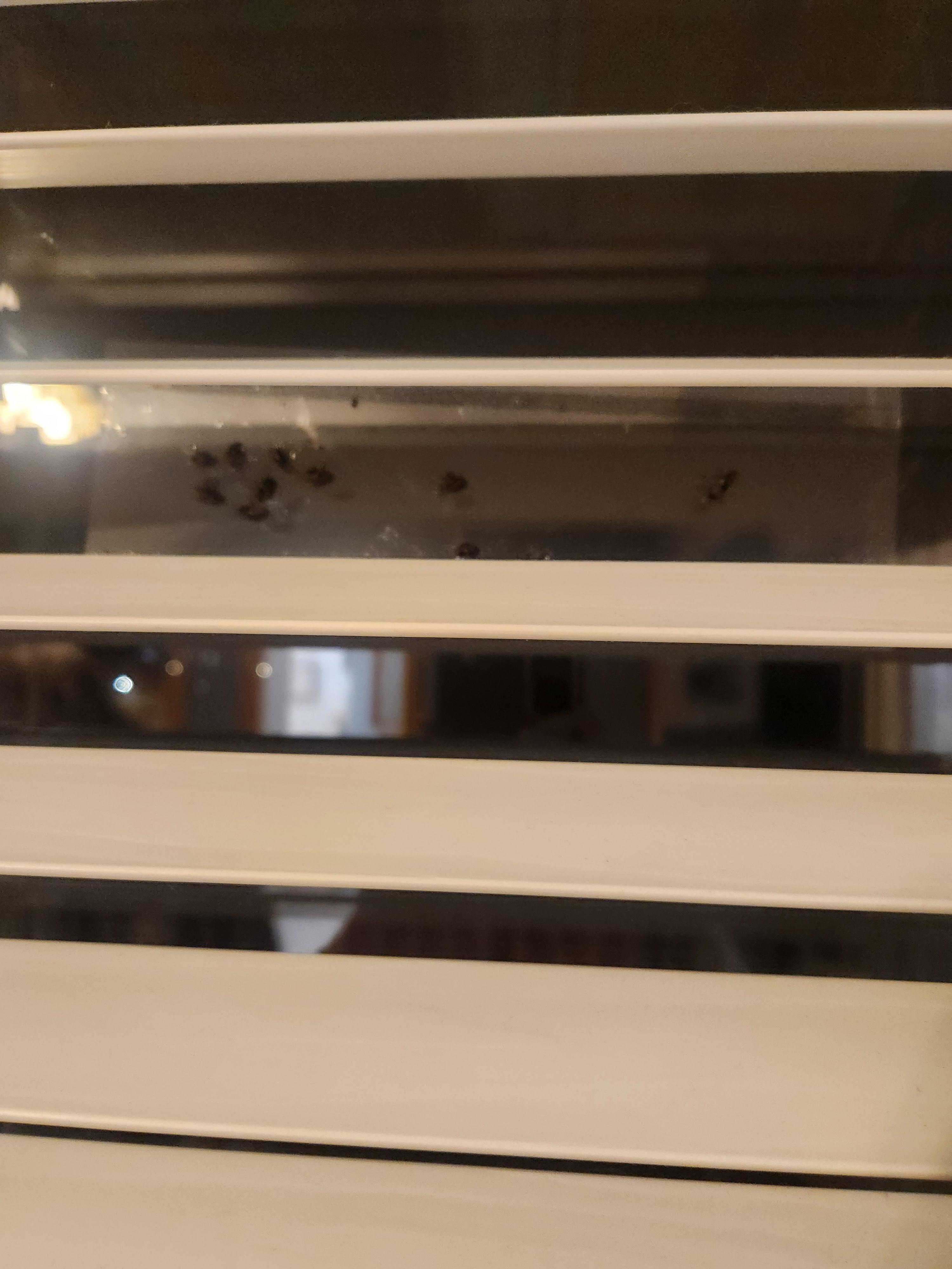 Flies on balcony door inside