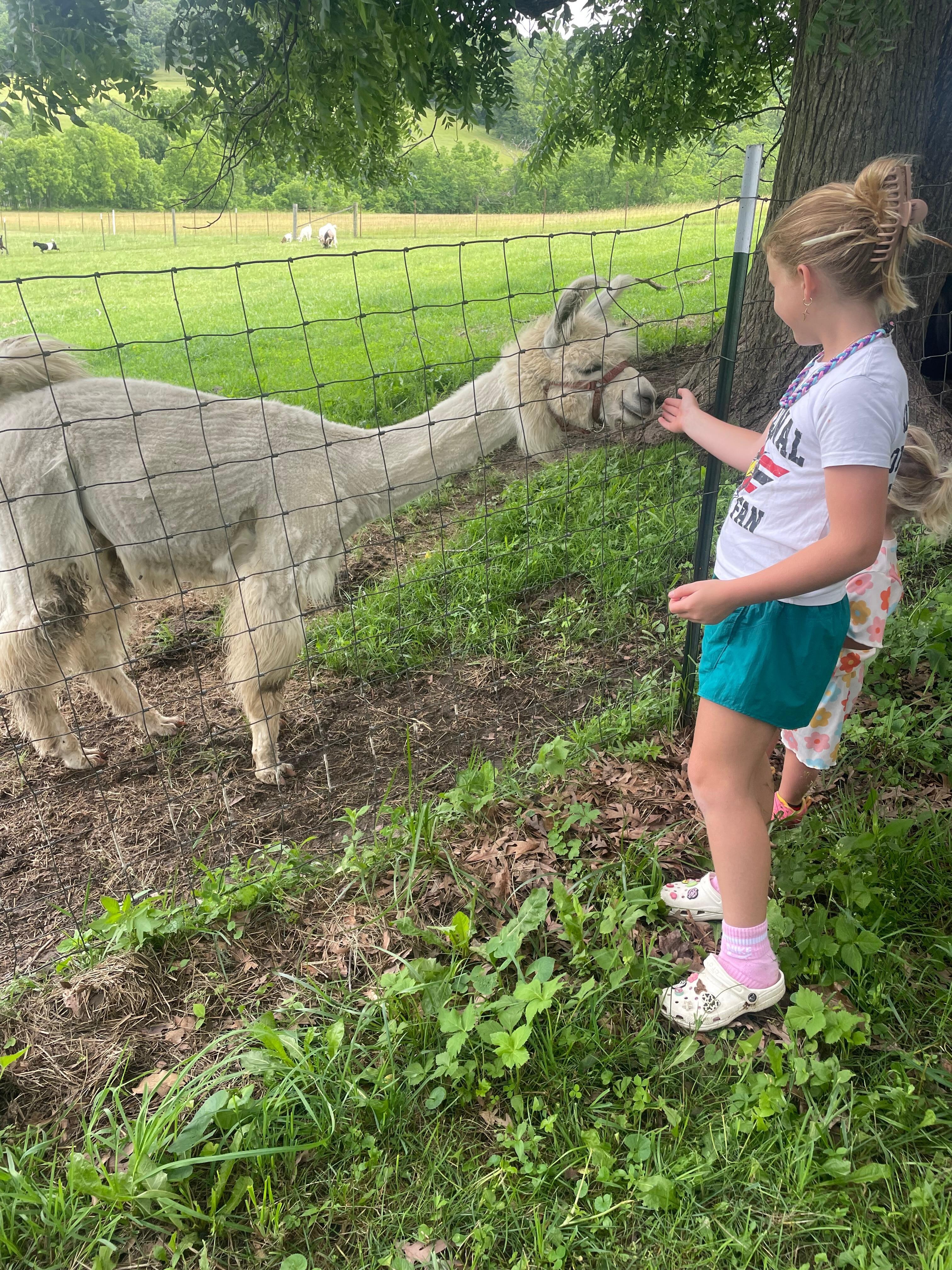 Our little llama friend.