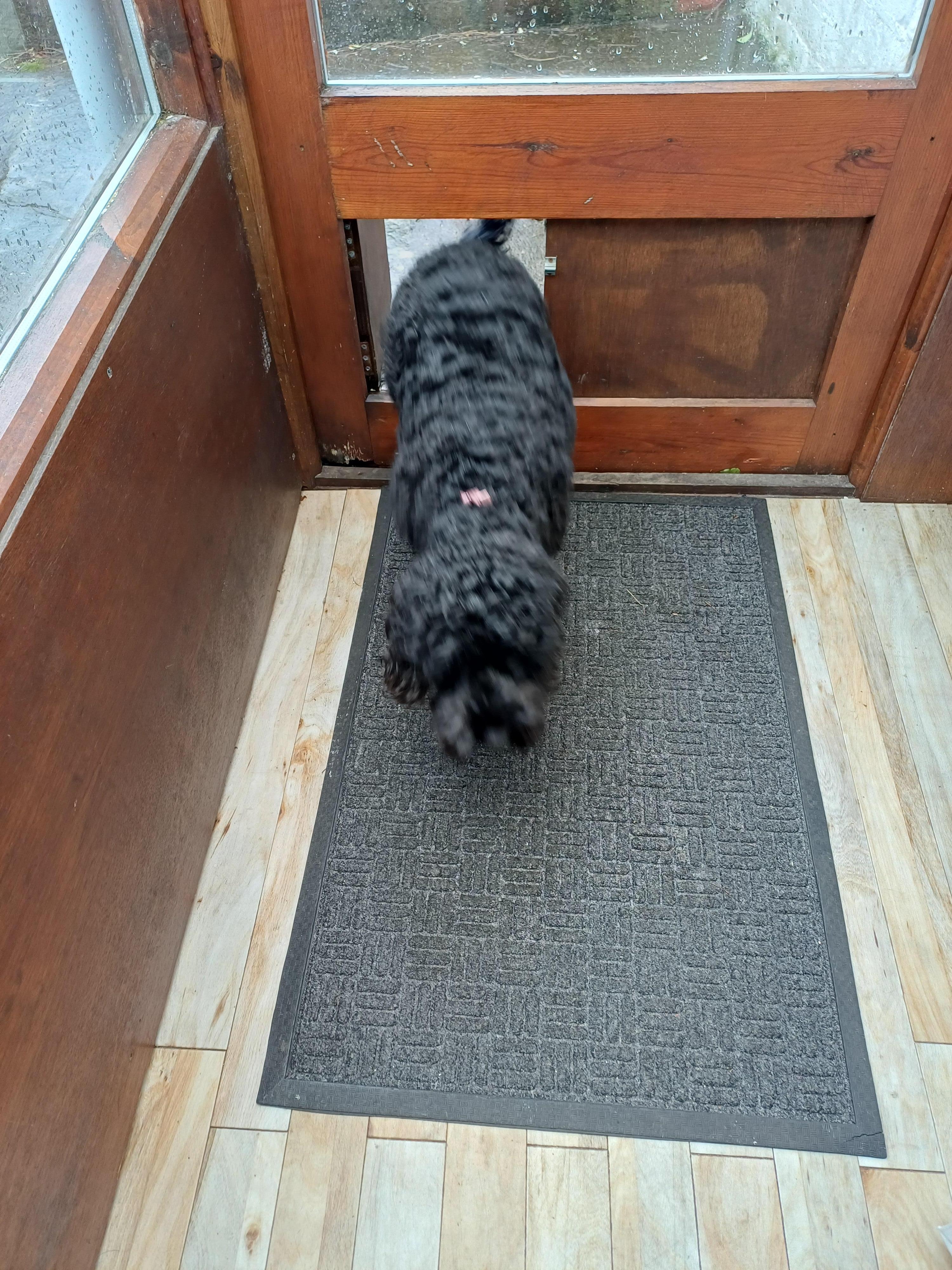 Dog friendly