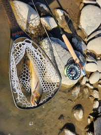 Cutthroat in the Park